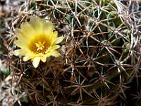 Sonora Desert Museum flowering cactus 0118